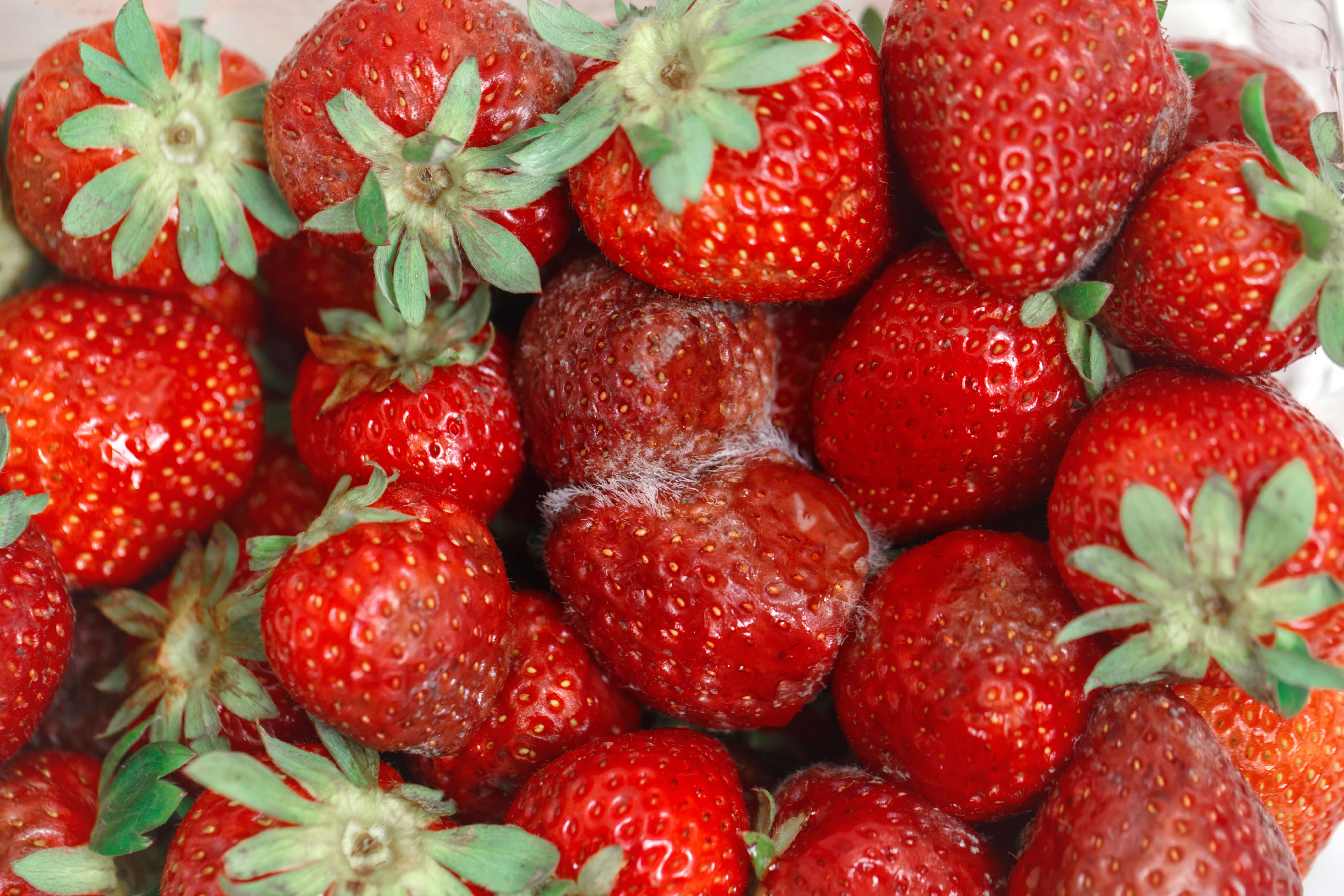 strawberry-disorders-and-diseases-freshknowledge-eu