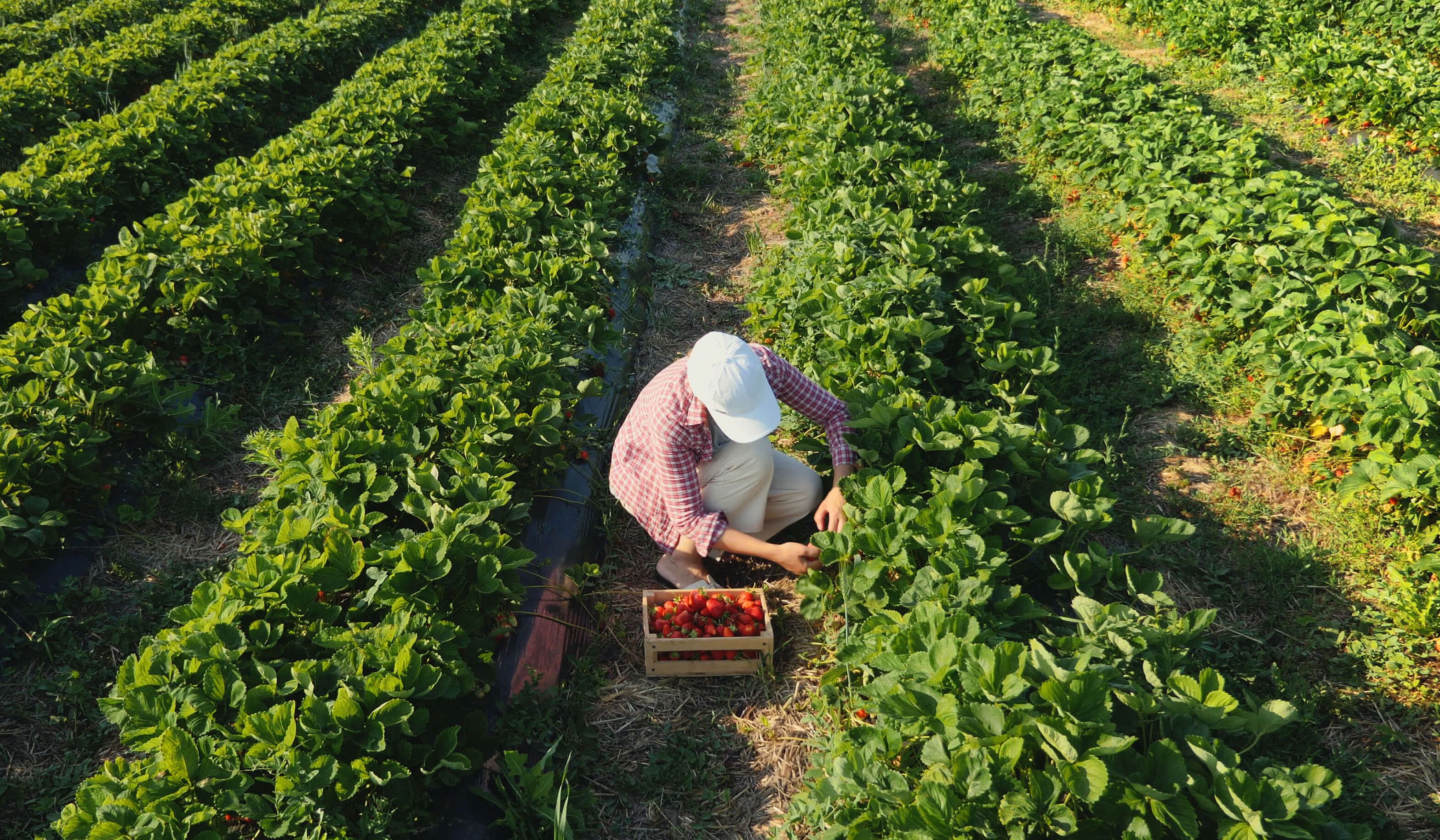 Harvest Practices For Strawberry Freshknowledgeeu 