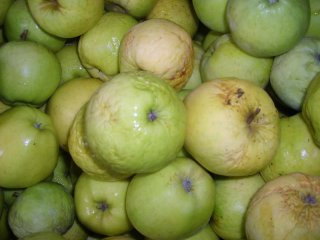 Shriveled apples due to dehydration. Photo by WFBR