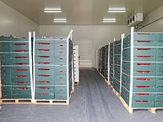 Pallets of vegetables in storage room. Photo by Baloncici/Shutterstock.com
