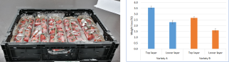 Packaging with two layers of cluster tomatoes in a crate (left image). The weight loss of tomatoes differed between the two varieties and between the two layers in the crates (right image). Source:WFBR