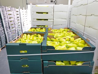 Bell peppers in the packhouse. Photo by Baloncici/Shutterstock.com