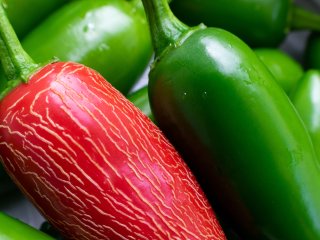 Rode jalapeno peper met verruwing. Foto van Kelsey Armstrong Creative/Shutterstock.com