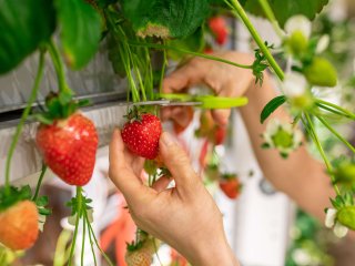 Gebruik een schaar om de steel van aardbeien af te knippen. Foto van Pressmaster/Shutterstock.com