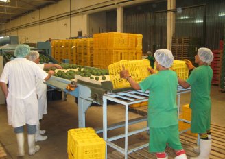 Loading of avocados on the grading line. Photo by WFBR.