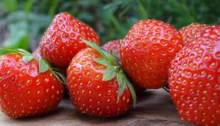 By inhibiting plant activity during storage, higher quality strawberries result. Photo by WFBR