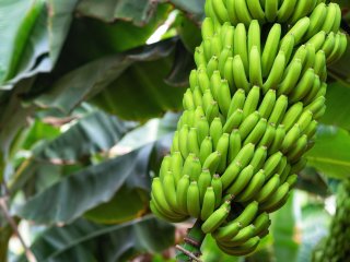 Banana bunch. Photo by David Herraez Calzada/Shutterstock.com