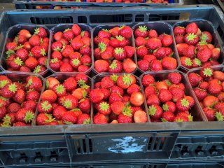 Aardbeien verpakt in een plastic krat gevuld met punnets. Foto van WUR