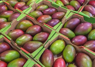 Mango's in stevige kartonnen verpakkingen. Foto van PotapovAlexandr/Shutterstock.com