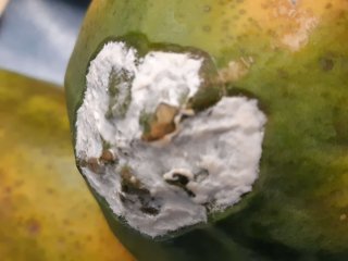 anthracnose tiny.jpg