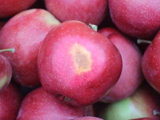 Sunburn on apple. Photo by WUR. 