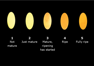 Ripening stages. Illustration by WUR