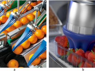 Figure 3: Examples of soft end-effectors capable of handling irregular and fragile products, and meeting hygiene standards for post-harvest applications. a FinRay gripper “DHAS” from Festo modeled on the fin of a fish (source: Festo); b OnRobot Softgripper, a flexible food-grade gripper which does not require external air supply for grasping and releasing actions (source: OnRobot)