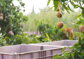 Make sure  to carefully stack and tighten harvest bins and crates when transporting from farm to collection center or packing facility. Photo by hadasit/Shutterstock.com