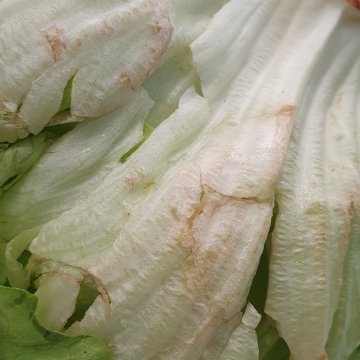 Roodverkleuring bij sla is een resultaat van oxidatie. Dit treedt op als sla aan te veel zuurstof blootgesteld wordt. Foto door WUR