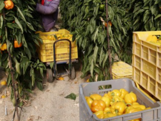 Het oogsten van gele paprika's. Foto van WUR