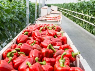 Oogst van paprika's in een kas. Foto van Ruud Morijn Photographer/Shutterstock.com