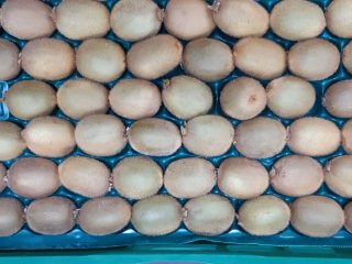 These kiwifruits are packed tightly, but not forced, in the appropriate tray. Photo by WUR.