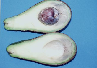 Avocado met symptomen van koudeschade. Foto van WUR.