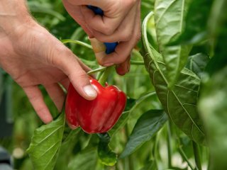 Een paprika die geoogst wordt met een mes. Foto van Hugo Goudswaard/Shutterstock.com