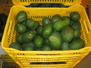 Avocado's. Foto van WUR