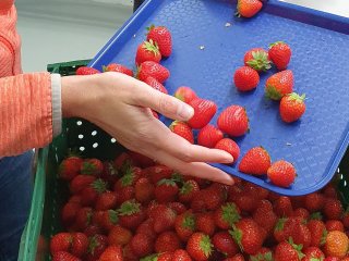 Een steekproef van het fruit wordt bekeken bij aankomst. Foto van WUR