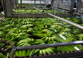 Bananen in een waterbad. Foto van barmalini/Shutterstock.com