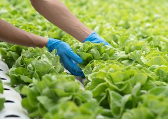 Maturity stage at harvest is of high importance for postharvest quality. Photo by Pormezz/Shutterstock.com