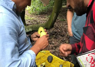 Quality check and removal of diseased or damaged fruit in the orchard. Photo by WFBR. 