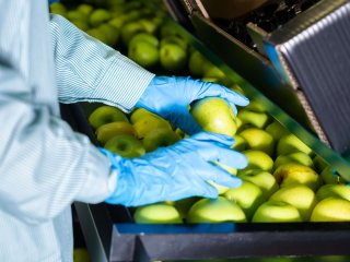 Een appelsorteerlijn. Foto van BearFotos/Shutterstock.com