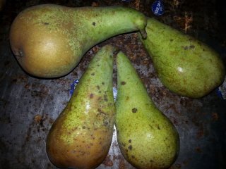 Pear scab. Photo by WUR