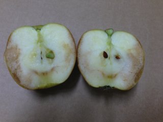 Apple showing freezing injury. Photo by WFBR