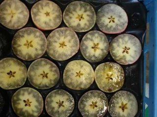 Apples dipped in lugol to measure the starch content. Photo by WUR