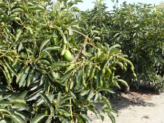 Varying age of avocados hanging on one tree. Photo by WFBR.