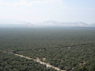 Luchtfoto van een avocado-boomgaard in Peru. Foto van WUR