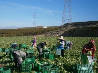 An example of field packing. Photo by WUR