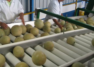 Sorteren en verpakken van meloenen in het pakstation. Foto van WUR