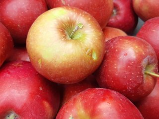 Apples with punctures. Photo by WFBR