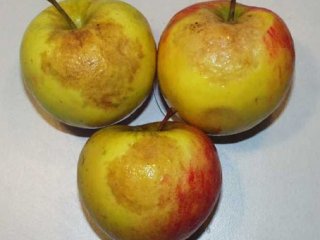 Appels met CO2 schade. Foto van WUR