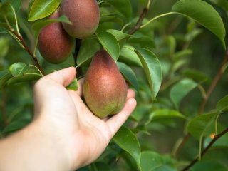 Take only few pears at a time. Photo by Brylynskyi/Shutterstock.com