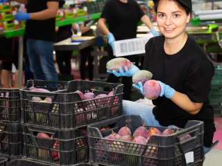 Het verpakken van mango's. Foto van Bearfotos/Shutterstock.com