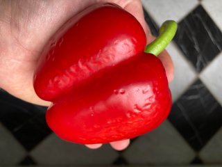 Pitting in the skin of bell pepper, a symptom of cold damage. Photo by WUR.