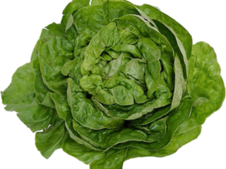 Butterhead lettuce.png