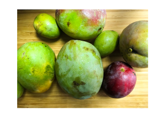 Different sizes mangos will be sorted on the sorting and grading line. Photo by Helena1/Shutterstock.com