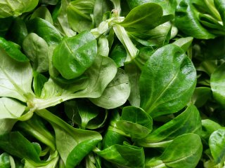 Lamb's lettuce harvested mechanically. Photo by WUR