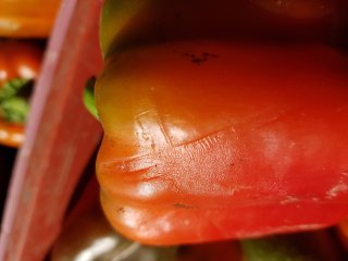 Pressure damage from over filled bins. Photo by WUR