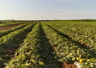 A field with melons. Photo by WUR