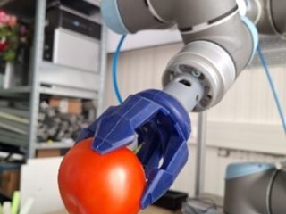 Figure 4: A soft-gripper from PIAB, Sweden, handling a tomato.