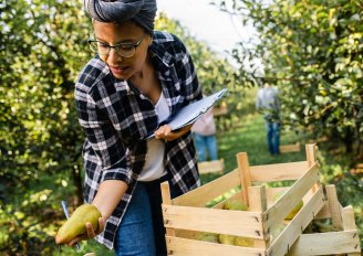 Harvest maturity plays an important role. Photo by Zoran Zeremski/Shutterstock.com