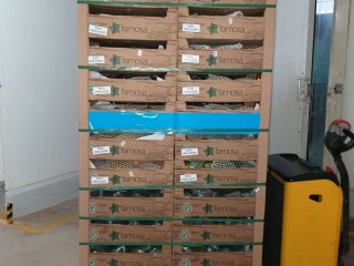 labelling palletizing Pallet contendo os mamoes encestados.jpg